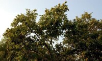 板栗樹