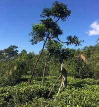 雲南普洱茶集團-涼水箐生態茶園