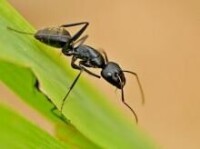 大黑螞蟻