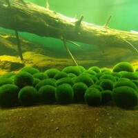 球藻