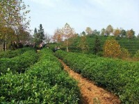 涼亭鄉茶園