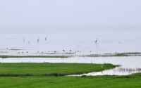 菜子湖濕地及區內鳥類景觀