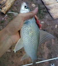 釣鯪魚