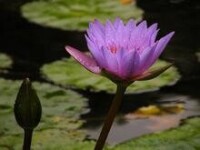 澳門二龍喉公園圖集