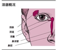 淚器疾病器官結構