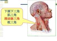 頸動脈三角