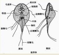 多鞭毛蟲類軸桿結構