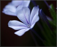 藍雪花