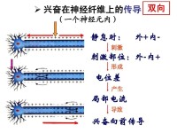 興奮傳導系統