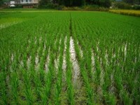 嵩口鎮水稻