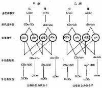 ZW遺傳圖解舉例