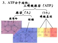 ATP分子結構圖