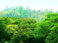 森林碳匯