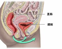 盆腔解剖圖