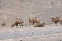 新疆兵團農八師“花果山”下的家駱駝群
