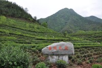 鳩坑茶