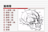 面顱骨圖冊