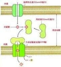 周質酶