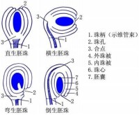 花卉結構圖