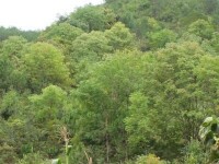 石場村-生態林