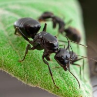 日本黑褐蟻