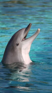 可愛的海豚