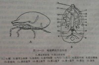 專性寄生蟲圖示