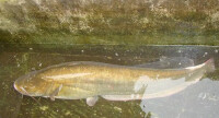 巨型哲羅鮭