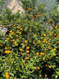 柑橘類果樹