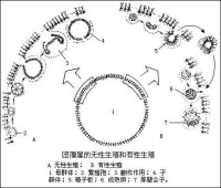 綠藻門