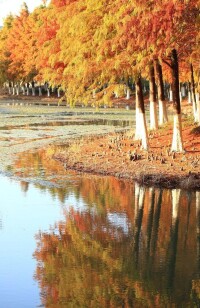 鹽城鹽瀆公園高清組圖3