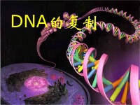 DNA複製