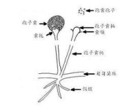 少孢根霉