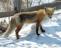 赤狐北美亞種