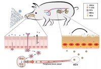 豬流行性腹瀉病毒可經鼻腔傳播
