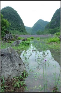 新街村[雲南省紅河建水縣曲江鎮新街村]