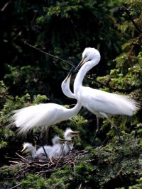 百鳥苑、水禽湖、珍禽館、猛禽區