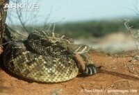 西部菱斑響尾蛇