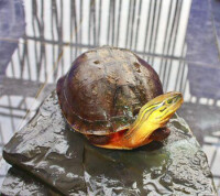 艾氏擬水龜