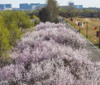 臨汾汾河公園桃花州