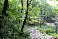 青陽鎮雕窩峪植被