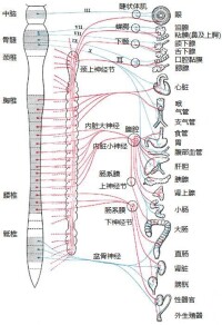 紅色部分為交感神經，藍色部分為副交感神經