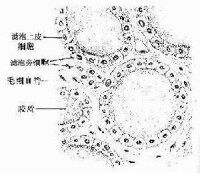 自身免疫性淋巴細胞增生綜合征