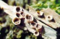 小包母株--巢菌目生物