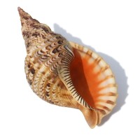 鳳尾螺