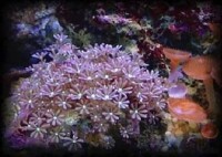 （圖）八放珊瑚亞綱