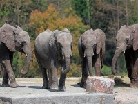 上海野生動物園