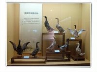 中國鴨文化博物館
