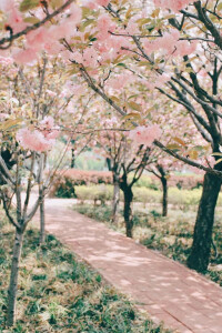 鶴壁高中校園櫻花美景