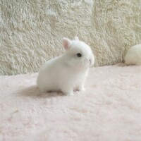 小型兔